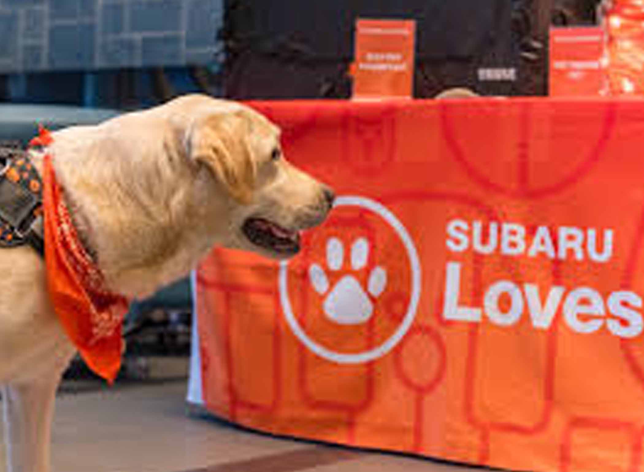 The Power of Partnership: How Corporate Collaboration Transforms Animal Welfare