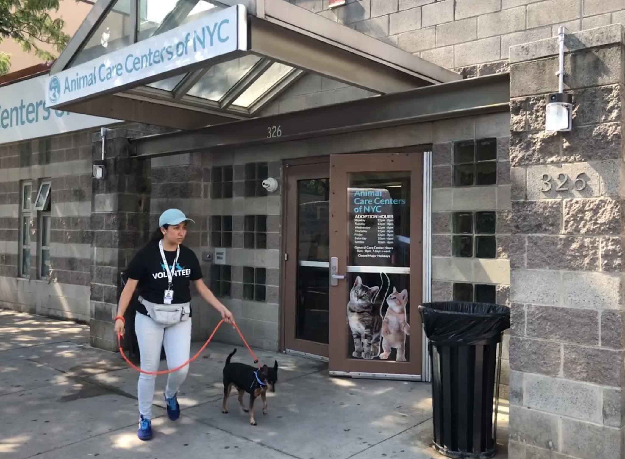 Your Guide to Adopting in NYC: Finding Your Perfect Companion at Our Manhattan Adoption Center