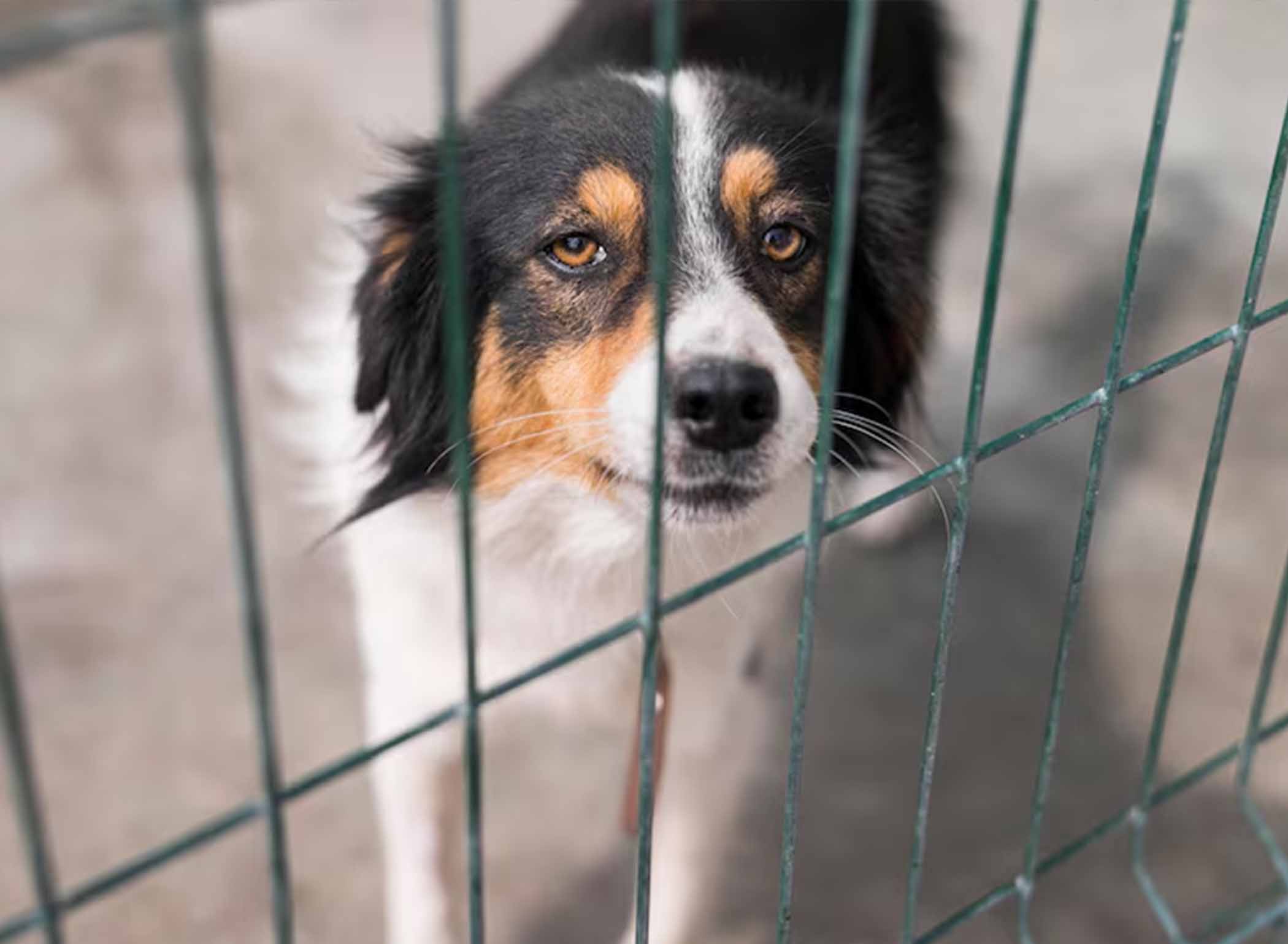 Being a Voice for the Voiceless: How to Recognize and Report Animal Cruelty